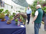 Bonsai Tree National Exhibition 2012